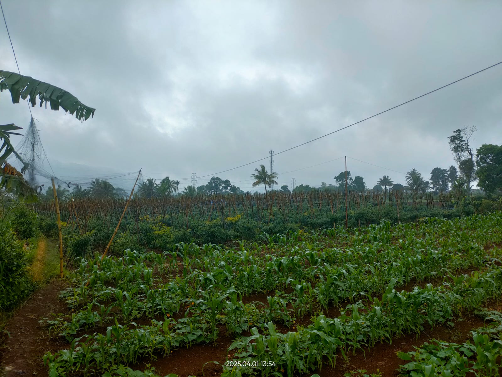 Dijual Tanah Kebun 8.800m2 di Cimangkok, Sukalarang, Sukabumi